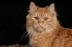 German Longhair tomcat portrait