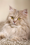 lying German Longhair Cat