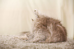 German Longhair Cat is cleaning itself
