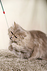 playing German Longhair Cat