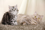 German Longhair Cats