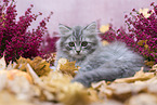 lying German Longhair Kitten