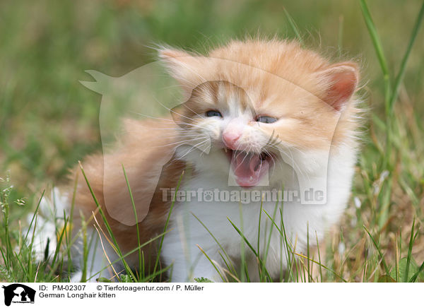 Deutsch Langhaar Ktzchen / German Longhair kitten / PM-02307