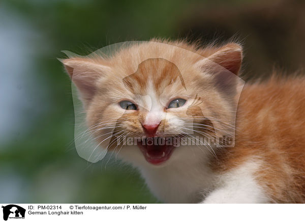 Deutsch Langhaar Ktzchen / German Longhair kitten / PM-02314