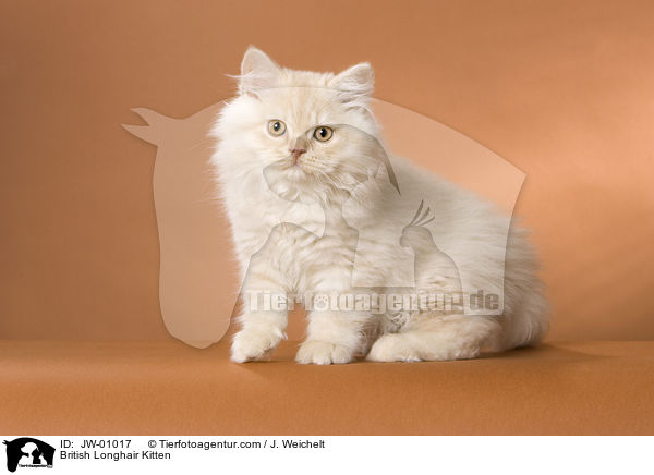 British Longhair Kitten / JW-01017