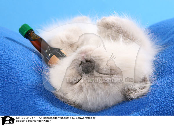 sleeping Highlander Kitten / SS-21357
