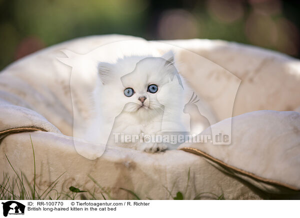 British long-haired kitten in the cat bed / RR-100770