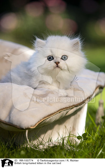 British long-haired kitten in the cat bed / RR-100774