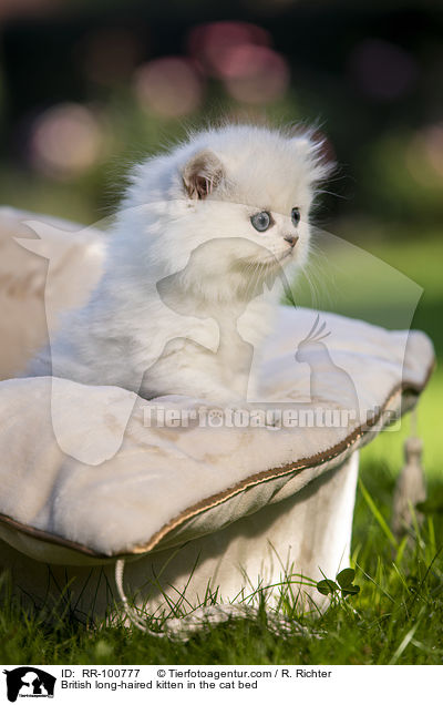 British long-haired kitten in the cat bed / RR-100777