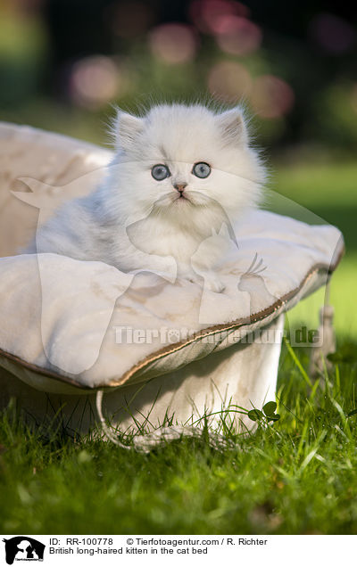 Britisch Langhaar Ktzchen im Katzenbett / British long-haired kitten in the cat bed / RR-100778