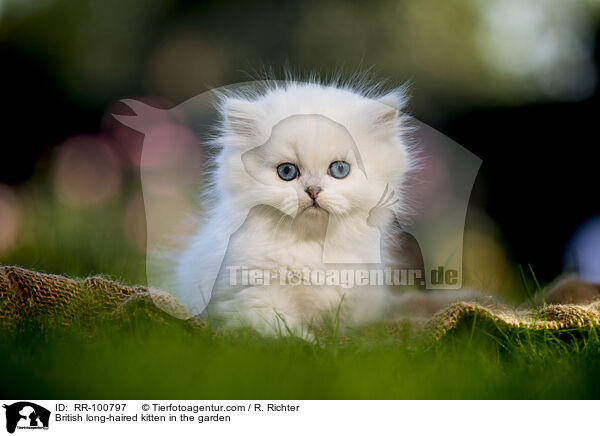 British long-haired kitten in the garden / RR-100797