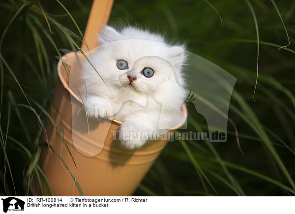 British long-haired kitten in a bucket / RR-100814