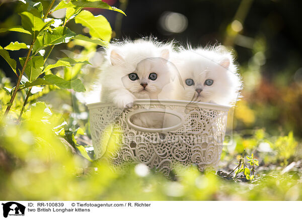two British Longhair kittens / RR-100839