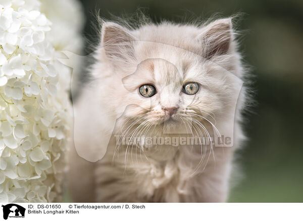 British Longhair Kitten / DS-01650
