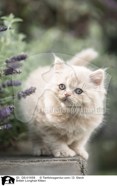 British Longhair Kitten / DS-01658