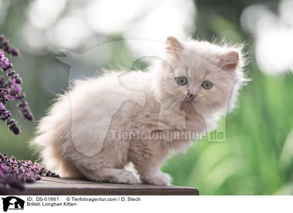 British Longhair Kitten / DS-01661