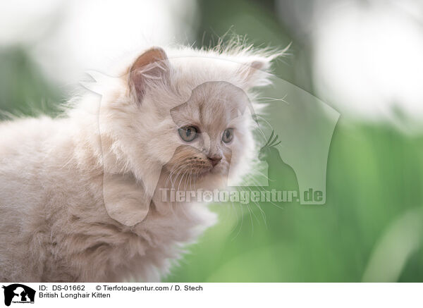British Longhair Kitten / DS-01662