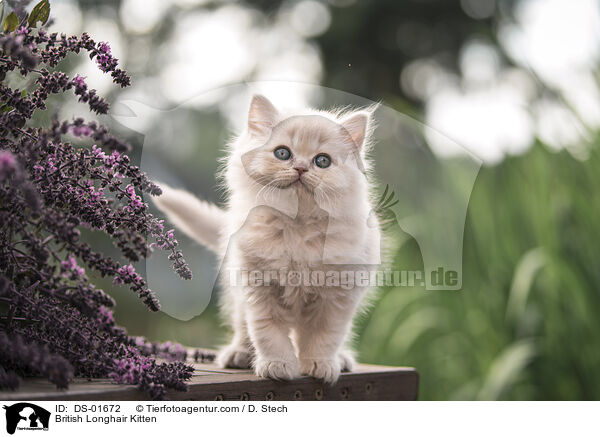 British Longhair Kitten / DS-01672