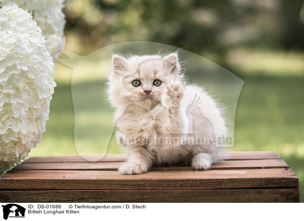 British Longhair Kitten / DS-01686
