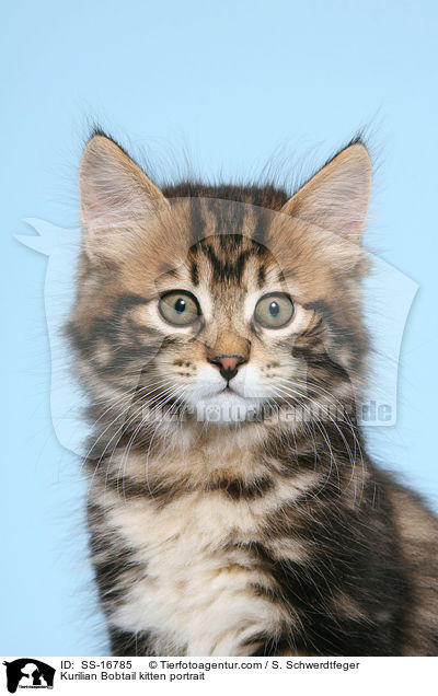 Kurilian Bobtail kitten portrait / SS-16785