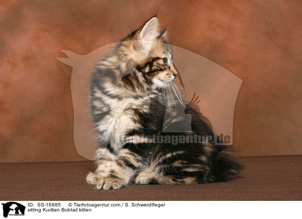 sitting Kurilian Bobtail kitten / SS-16885