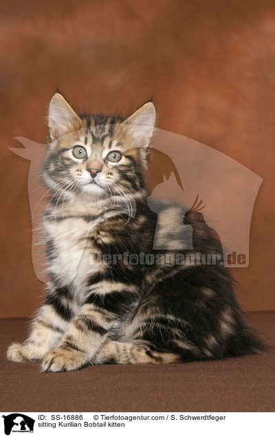sitting Kurilian Bobtail kitten / SS-16886