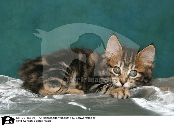 lying Kurilian Bobtail kitten / SS-16889