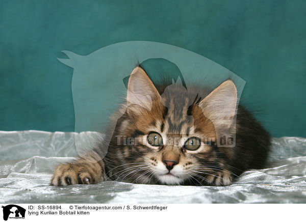 lying Kurilian Bobtail kitten / SS-16894
