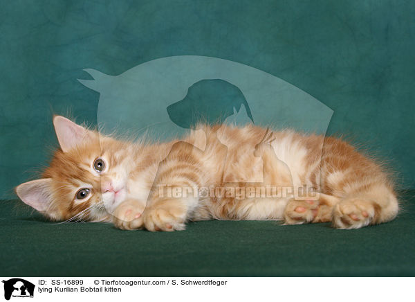 lying Kurilian Bobtail kitten / SS-16899
