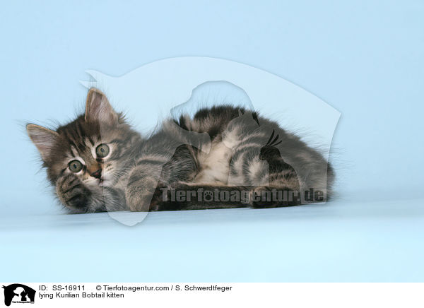 lying Kurilian Bobtail kitten / SS-16911