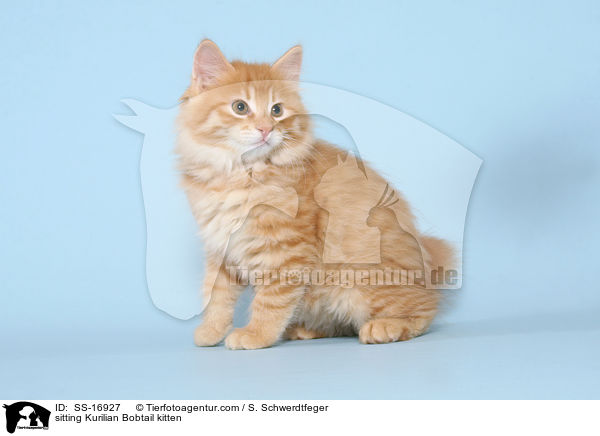 sitting Kurilian Bobtail kitten / SS-16927