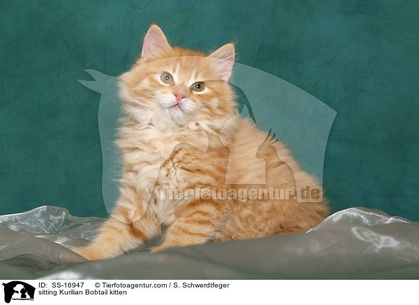 sitting Kurilian Bobtail kitten / SS-16947