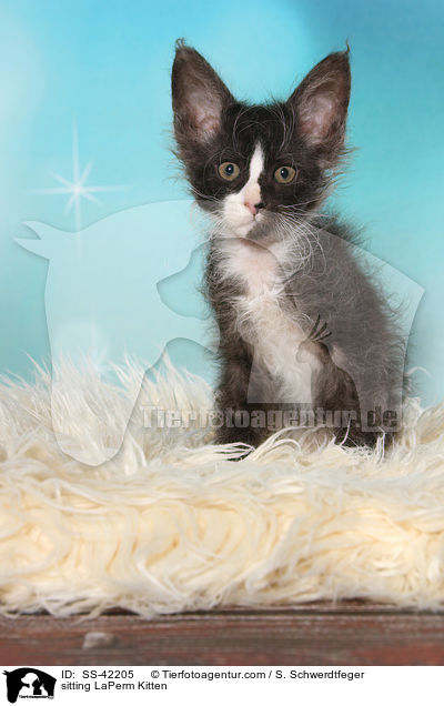 sitting LaPerm Kitten / SS-42205