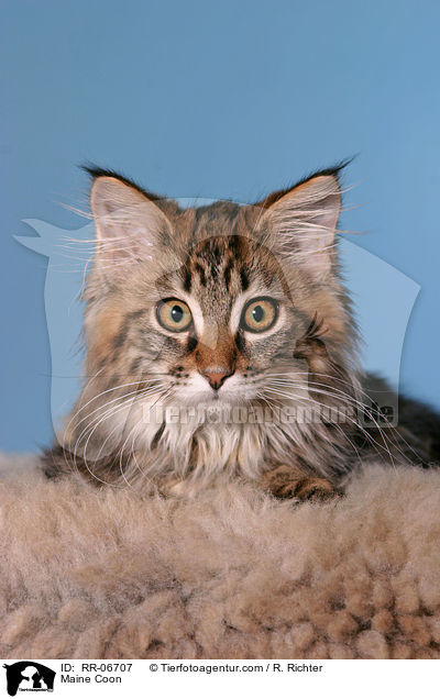 Maine Coon / Maine Coon / RR-06707