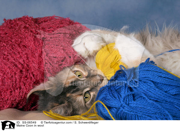 Maine Coon in wool / SS-06549