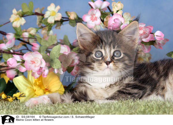 Maine Coon kitten at flowers / SS-08164