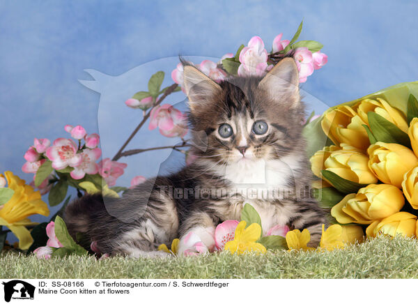 Maine Coon kitten at flowers / SS-08166