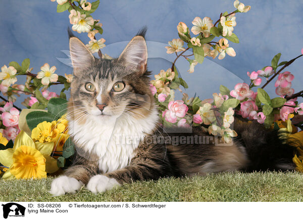 lying Maine Coon / SS-08206