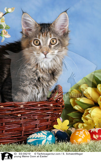 young Maine Coon at Easter / SS-08219