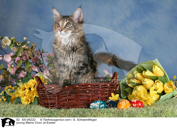 young Maine Coon at Easter / SS-08222