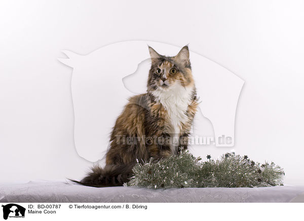 Maine Coon / Maine Coon / BD-00787