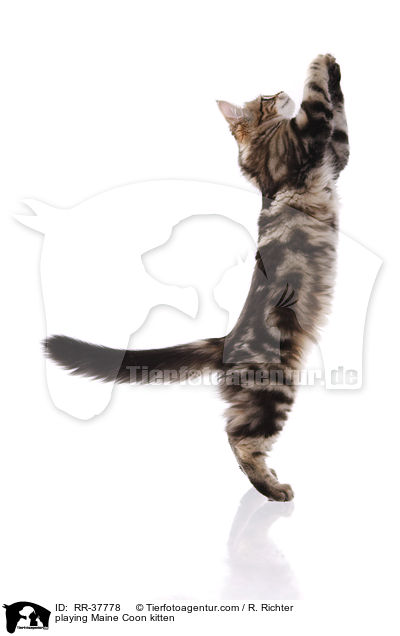 playing Maine Coon kitten / RR-37778