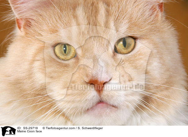 Maine Coon face / SS-29718
