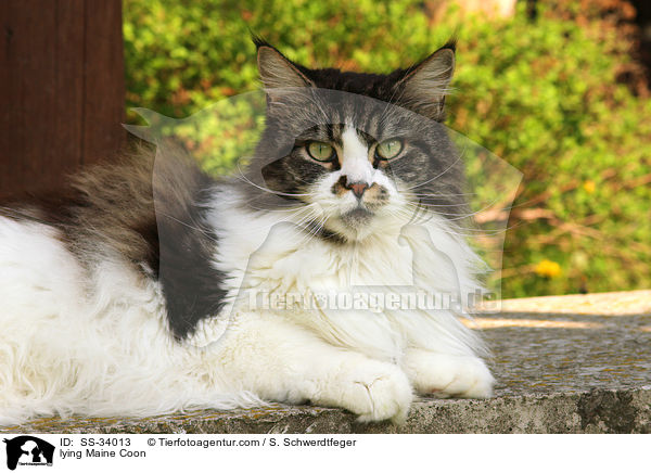 liegende Maine Coon / lying Maine Coon / SS-34013