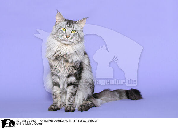 sitting Maine Coon / SS-35943