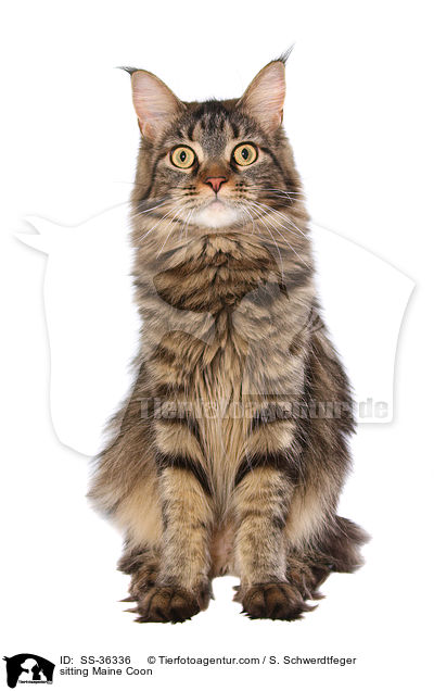 sitting Maine Coon / SS-36336