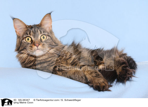 lying Maine Coon / SS-36347