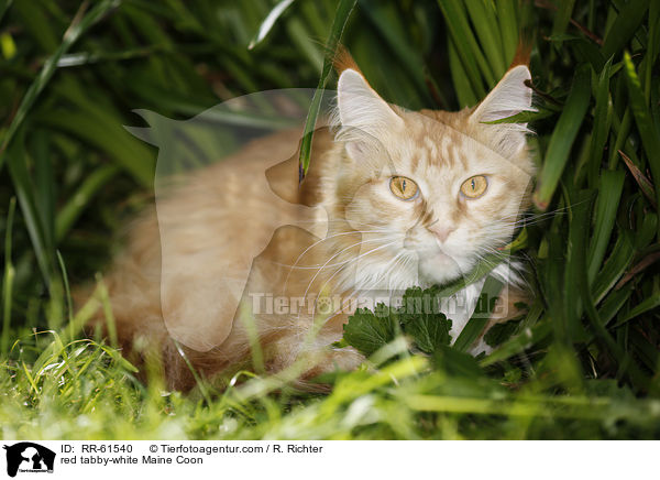 red tabby-white Maine Coon / red tabby-white Maine Coon / RR-61540