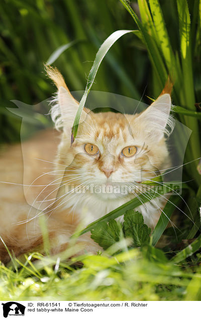 red tabby-white Maine Coon / red tabby-white Maine Coon / RR-61541