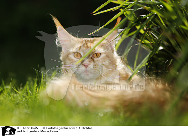 red tabby-white Maine Coon / red tabby-white Maine Coon / RR-61545